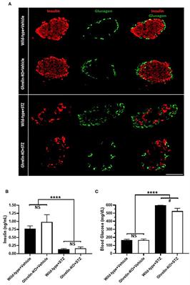 Ghrelin Protects Against Insulin-Induced Hypoglycemia in a Mouse Model of Type 1 Diabetes Mellitus